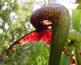 Darlingtonie Kalifornsk� (rostlina: Darlingtonia californica) - cca 12 semen maso�ravky