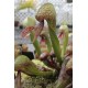 Darlingtonie Kalifornsk� (rostlina: Darlingtonia californica) - cca 12 semen maso�ravky