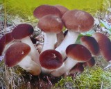 Polnička Topolová (houba: agrocybe aegerita) - sadba houby