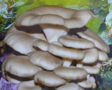 Hlíva Ústřičná  béžová (Pleurotus ostreatus) sadba hub