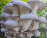 Hlíva Ústřičná - šedá (Pleurotus ostreatus) - sadba houby