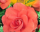 Begónie - barva: lotosová - cibule 2 ks
