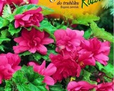 Beg�nie - do truhl�ku -  barva: r��ov� - cibule 2 ks