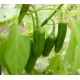 Jalapeno Chilli (rostlina: Capsucum) - semena chili 10 ks, pálivost 4/10 *