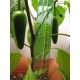 Jalapeno Chilli (rostlina: Capsucum) - semena chili 10 ks, pálivost 4/10 *