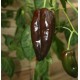 Mulato Chilli (rostlina: capsicum) - semena chili 10 ks, p�livost 2/10