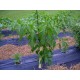 Mulato Chilli (rostlina: capsicum) - semena chili 10 ks, p�livost 2/10
