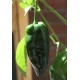 Mulato Chilli (rostlina: capsicum) - semena chili 10 ks, p�livost 2/10
