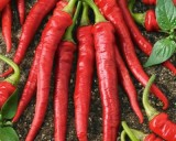 Cayenne Long Chilli (rostlina: Capsicum) - semena chili 10 ks, p�livost 5/10