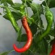 Cayenne Long Chilli (rostlina: Capsicum) - semena chili 10 ks, p�livost 5/10