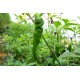 Cayenne Long Chilli (rostlina: Capsicum) - semena chili 10 ks, p�livost 5/10