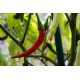 Cayenne Long Chilli (rostlina: Capsicum) - semena chili 10 ks, p�livost 5/10