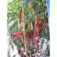Cayenne Long Chilli (rostlina: Capsicum) - semena chili 10 ks, p�livost 5/10