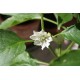Cayenne Long Chilli (rostlina: Capsicum) - semena chili 10 ks, p�livost 5/10