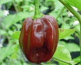 Habanero Chilli - �okol�dov� (rostlina: capsicum) - semena chili 10 ks, p�livost 8/10 *