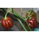 Habanero Chilli - �okol�dov� (rostlina: capsicum) - semena chili 10 ks, p�livost 8/10 *
