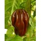 Habanero Chilli - �okol�dov� (rostlina: capsicum) - semena chili 10 ks, p�livost 8/10 *