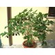 Habanero Chilli - �okol�dov� (rostlina: capsicum) - semena chili 10 ks, p�livost 8/10 *