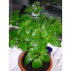 Habanero Chilli - �okol�dov� (rostlina: capsicum) - semena chili 10 ks, p�livost 8/10 *