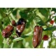 Habanero Chilli - �okol�dov� (rostlina: capsicum) - semena chili 10 ks, p�livost 8/10 *