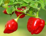 Habanero Chilli - �erven� (rostlina: capsicum) - semena chili 10 ks, p�livost 8/10