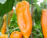 Chilli Corno di Toro (rostlina: Capsicum) - semena chilli 10 ks, p�livost 1/10