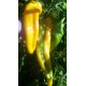 Chilli Corno di Toro (rostlina: Capsicum) - semena chilli 10 ks, p�livost 1/10