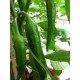 Chilli Corno di Toro (rostlina: Capsicum) - semena chilli 10 ks, p�livost 1/10