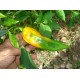 Chilli Corno di Toro (rostlina: Capsicum) - semena chilli 10 ks, p�livost 1/10