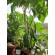 Chilli Corno di Toro (rostlina: Capsicum) - semena chilli 10 ks, p�livost 1/10