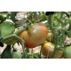 Raj�e Brandywine (prazelenina: solanum) - semena cca 15 ks