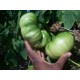 Raj�e Brandywine (prazelenina: solanum) - semena cca 15 ks