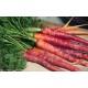 Mrkev Extra �erven� (prazelenina: Daucus carota) - semena cca 20 ks