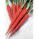 Mrkev Extra �erven� (prazelenina: Daucus carota) - semena cca 20 ks
