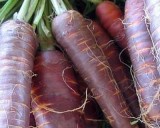 Mrkev Kosmická Fialová (prazelenina: Daucus carota) - semena cca 20 ks