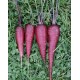Mrkev Kosmická Fialová (prazelenina: Daucus carota) - semena cca 20 ks