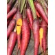 Mrkev Kosmická Fialová (prazelenina: Daucus carota) - semena cca 20 ks