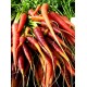 Mrkev Extra �erven� (prazelenina: Daucus carota) - semena cca 20 ks