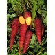 Mrkev Kosmická Fialová (prazelenina: Daucus carota) - semena cca 20 ks