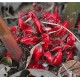 Beng�lsk� Z�zvor (rostlina: Zingiber rubens) - semena 5 ks