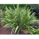Lenovník Novozálandský (rostlina: Phormium tenax) - semena 10 ks