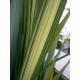 Lenovník Novozálandský (rostlina: Phormium tenax) - semena 10 ks