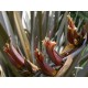 Lenovník Novozálandský (rostlina: Phormium tenax) - semena 10 ks