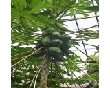 Papája melounová ( Papaya carica ) 4 semena