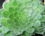 Aeonium tabuliforme (rostlina: Aeonium tabuliforme) 30 semen Aeonium tabuliforme (rostlina: Aeonium tabuliforme) 30 semen