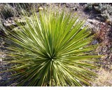 Juka Thompsonova (rostlina: Yucca thompsoniana) 10 semen