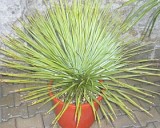 Juka rostrata (rostlina: Yucca rostrata) 5 semen