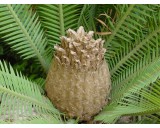 Dión jedlý (rostlina: Dioon edule) 2 semena