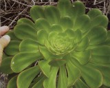 Aeonium ciliatum (rostlina: Aeonium ciliatum) semena