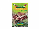 Agrocybe aeger/polnička top/h   =